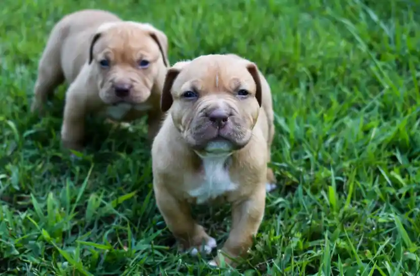 Why Are Some Pit Bulls More Muscular Than Others? Puppies Diary
