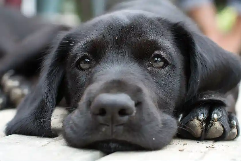 How Do I Know My Puppy Need To Poop