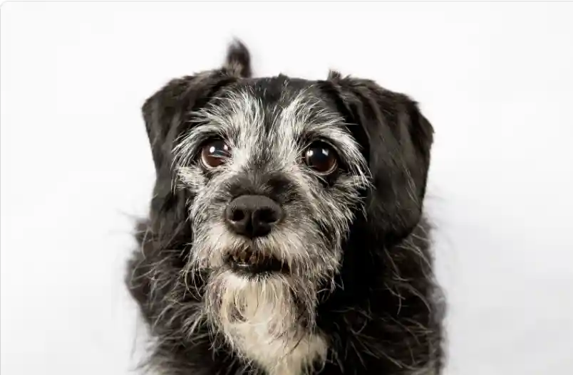 How Long Do Dogs Eyelashes Take To Grow