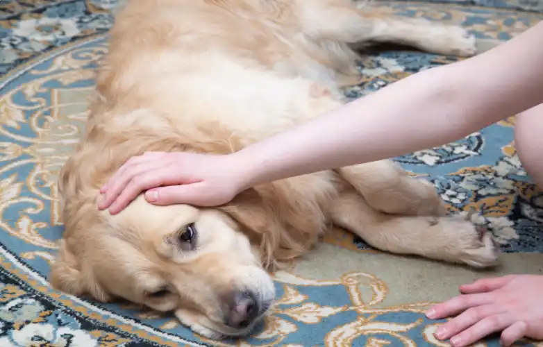 How Long Does It Take For A Dog To Recover After Eating Chocolate