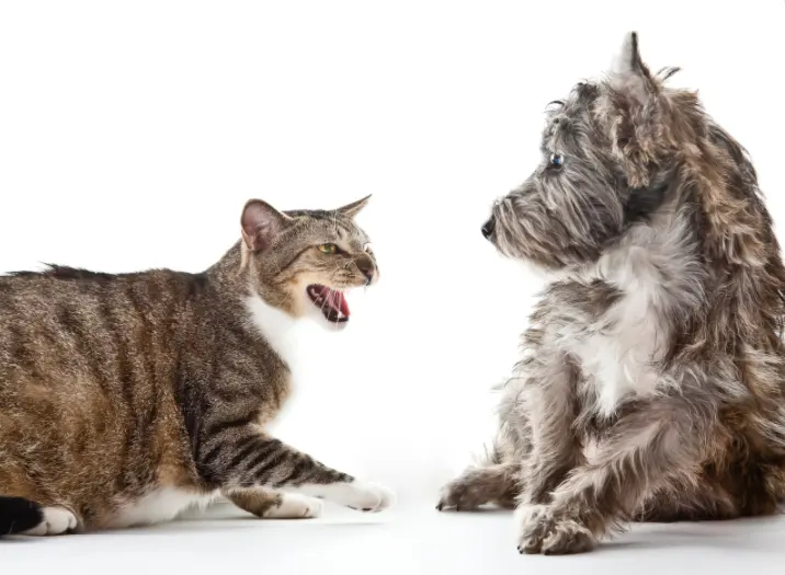 How To Have A Control On The Dog’s Chasing