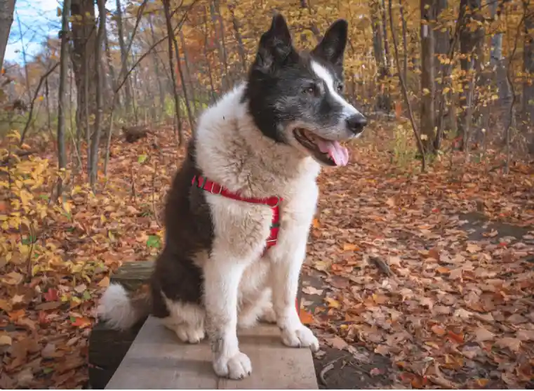 How To Keep Your Dog Safe