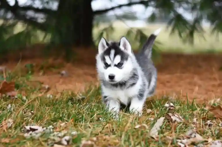 How friendly is an 8-week Husky puppy?