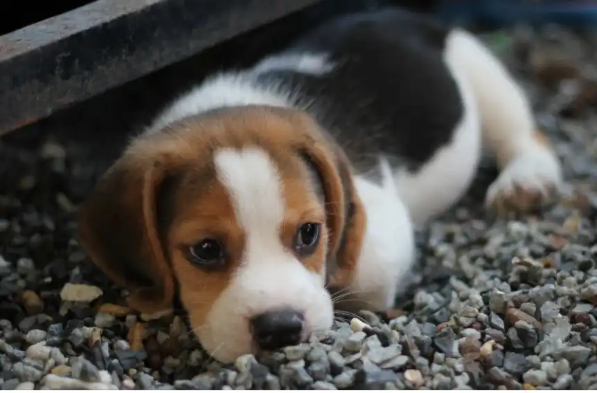 How long after deworming a dog are the worms gone