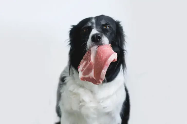 Is It Unhealthy To Feed Your Dog The Fat Off Of Your Steak