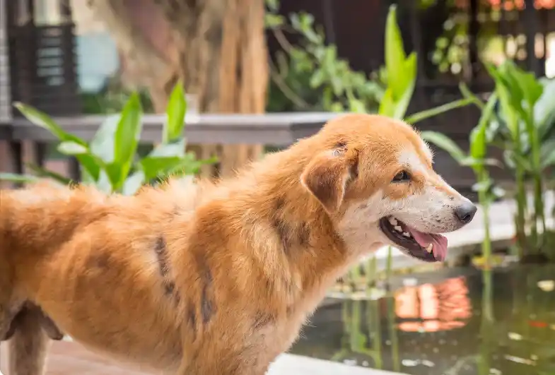 Is Laundry Detergent Toxic To Dogs
