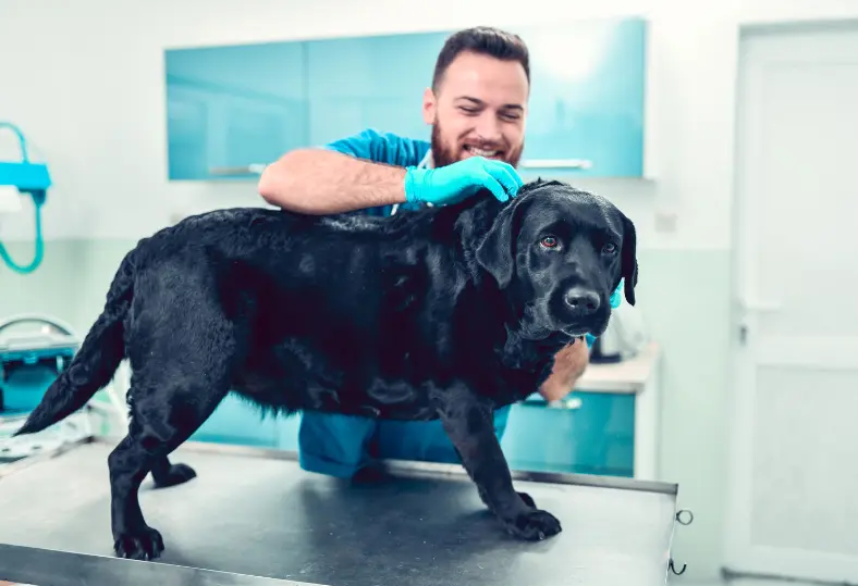 Is detergent harmful to your dog's fur