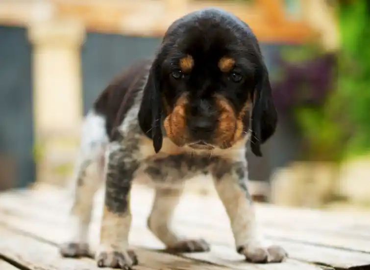 Is it normal for an 8-week-old puppy to shake?