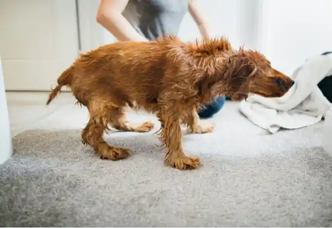 Is shaking normal for puppies?