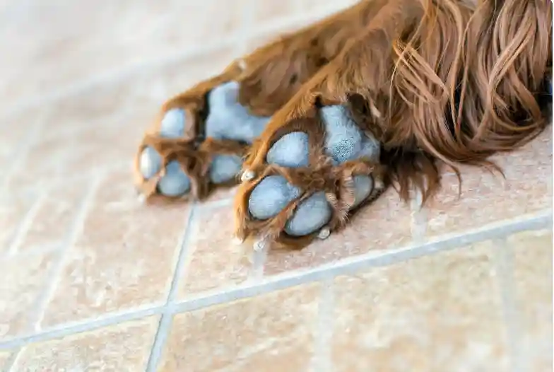 Why Does My Dog Only Have Four Toes On All Its Feet? Puppies Diary