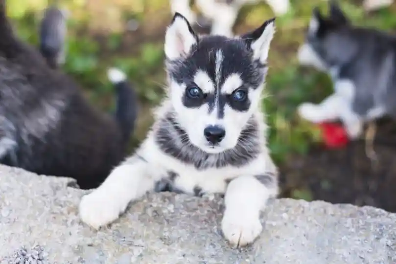 Tips for training Siberian husky