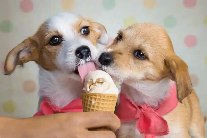 What Are The Medical Reasons A Dog Is Obsessed With Human Food