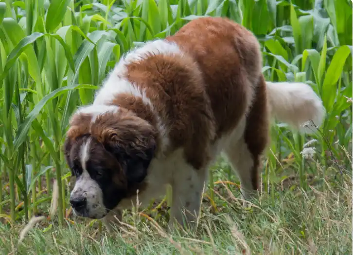 Why Do St. Bernard Dogs Attack Their Owners? 4 What Breed Of Dog Has The Most Attacks