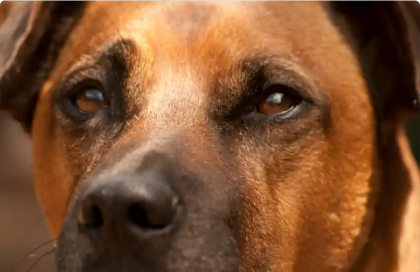 What Happens If You Cut Dog Eyelashes
