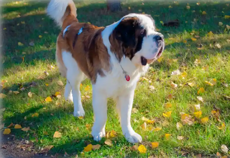 Why Do St. Bernard Dogs Attack Their Owners? 2 What Kind Of Personality Does St Bernard Have