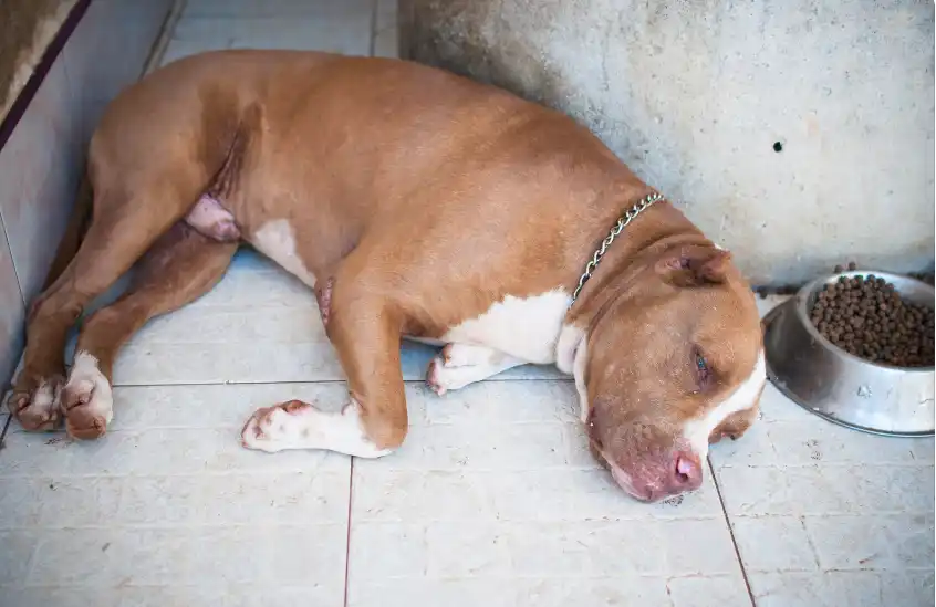 What Should Be Included In A Pit Bulls Diet To Build Muscles