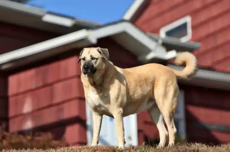 Which Dog Is More Powerful, A Kangal Or a German Shepherd