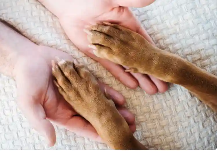 Why Does My Dog Only Have Four Toes On All Its Feet? Puppies Diary