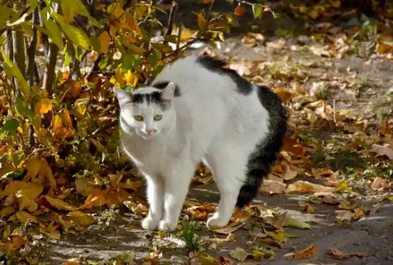 Why Are Cats Scared Of Dog