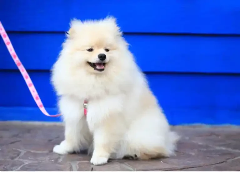 Why Are Pomeranian Puppies So Expensive