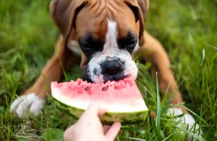 Why Do Dogs Get So Excited For Human Food
