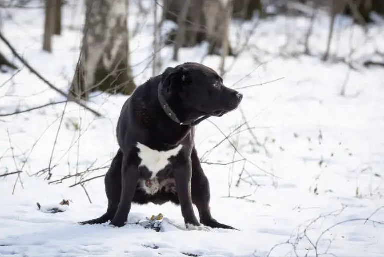 Why Does My Dog not Poop After Eating