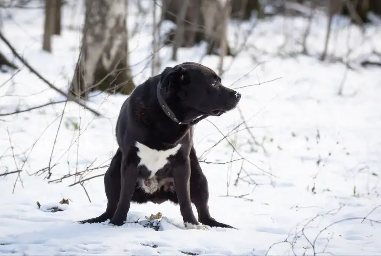 Why Does My Dog not Poop After Eating