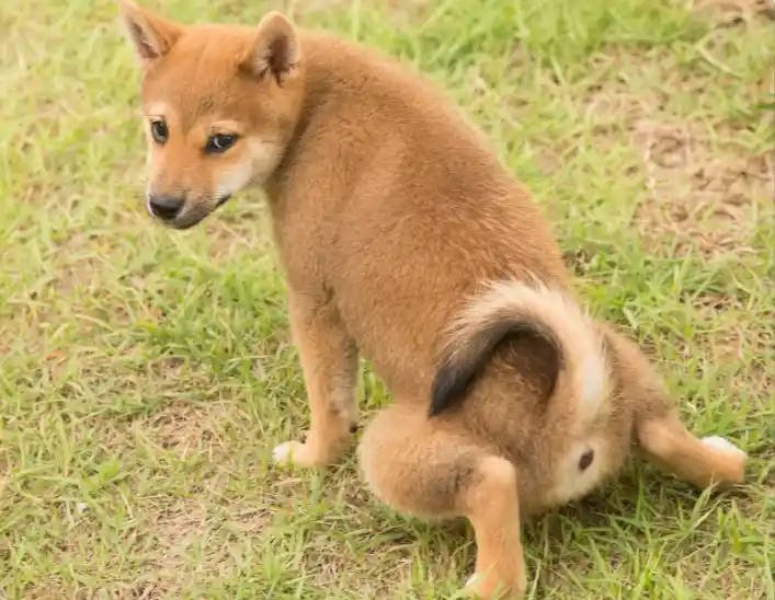 Why Does My Puppy Keep Peeing In Small Amounts