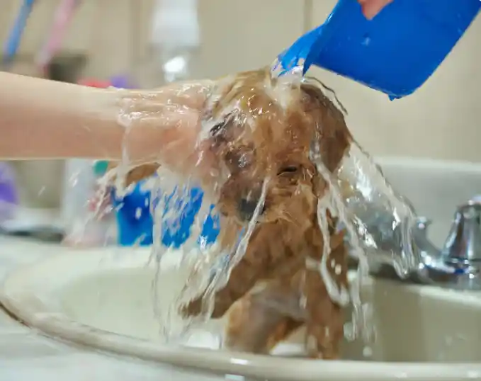 Why Is It Necessary To Protect The Puppies Hairs?