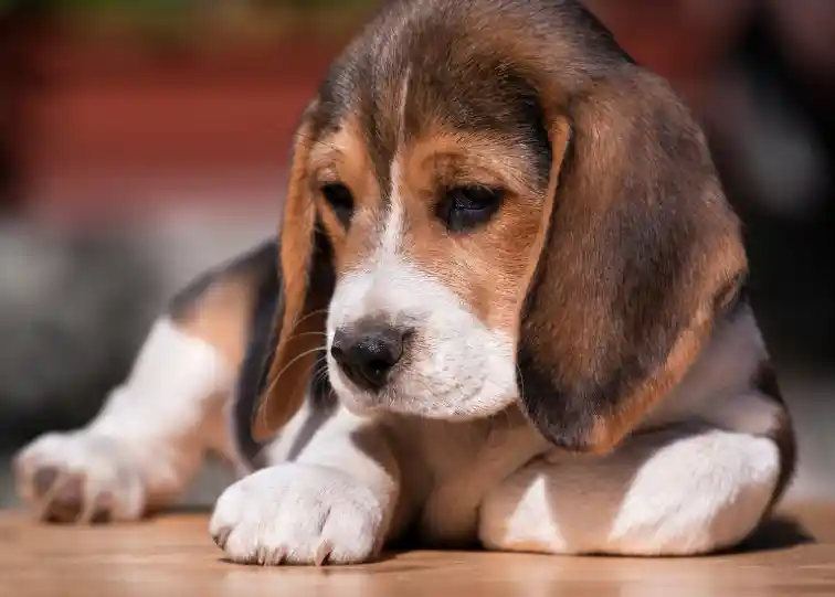 Why Is My New Puppy Crying Always
