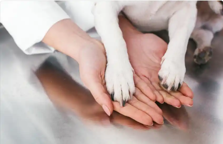 Why does my dog only have four toes on all its feet? 1 Why does my dog only have four toes on all its feet