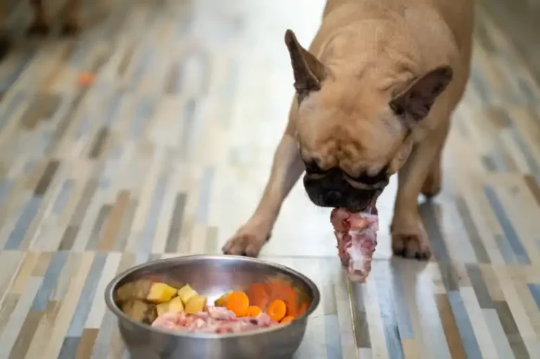 Why is my dog always hungry on a raw diet