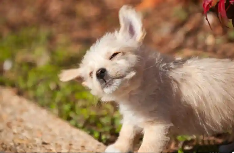 Why is my new puppy shaking?