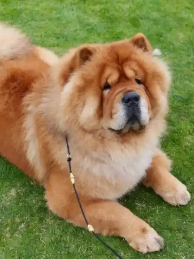 Are Chow Chow Dogs Aggressive