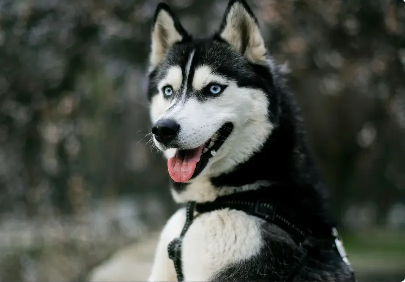 Are Huskies The Hardest Dog To Train