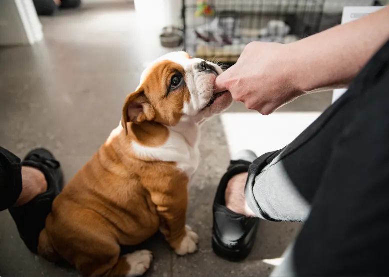 Is It Cruel To Punch A Dog When That Dog Tries To Bite Me? 3 Can You Hit A Dog If It Attacks Your Dog