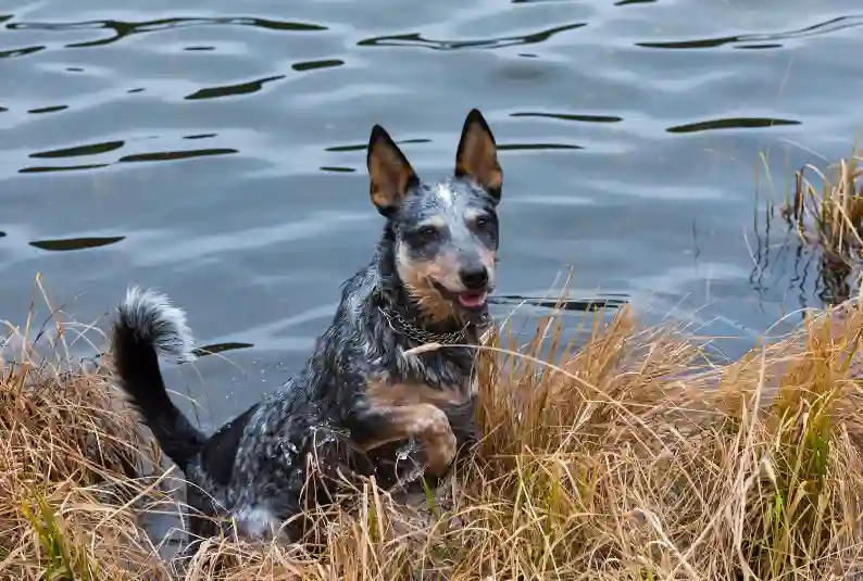 Can You Train Blue Heeler