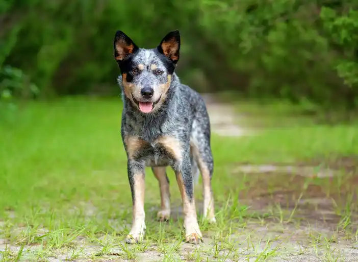 Difference Between Blue Heeler And Australian Shepherd