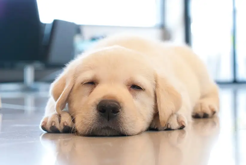Do Dogs Know When Humans Are Sleeping