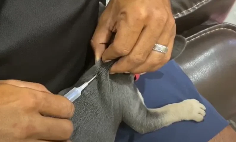 Do Microchips Hurt Dogs