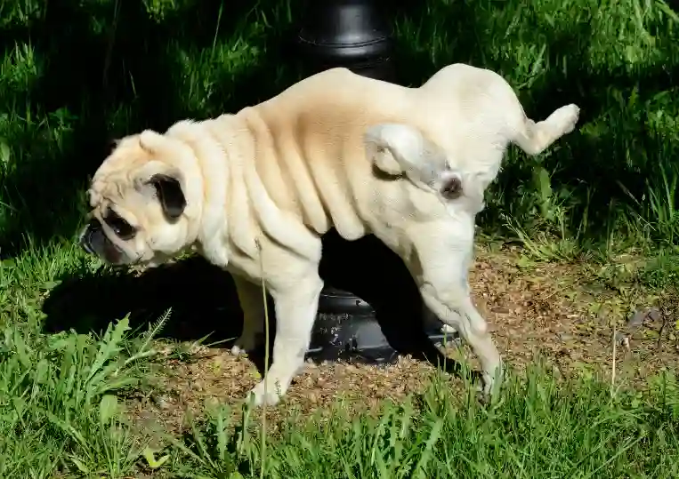 Does Dewormer Make Dogs Pee More