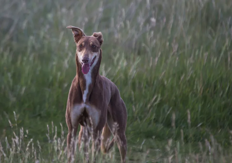How Do Greyhound and Husky Mix Dogs Behave