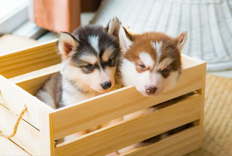 How Do You Get A Husky To Stop Biting