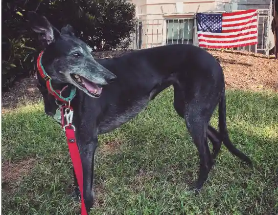 How Do You Tell If Your Dog Is A Husky Mix