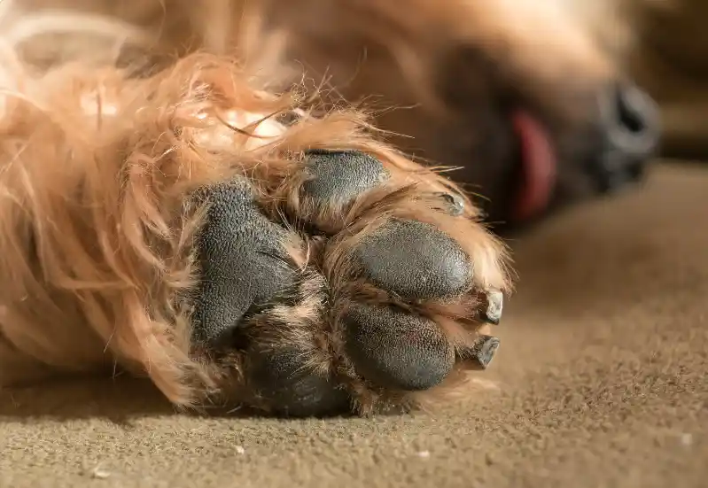 How Do You Treat A Torn Dog Pad