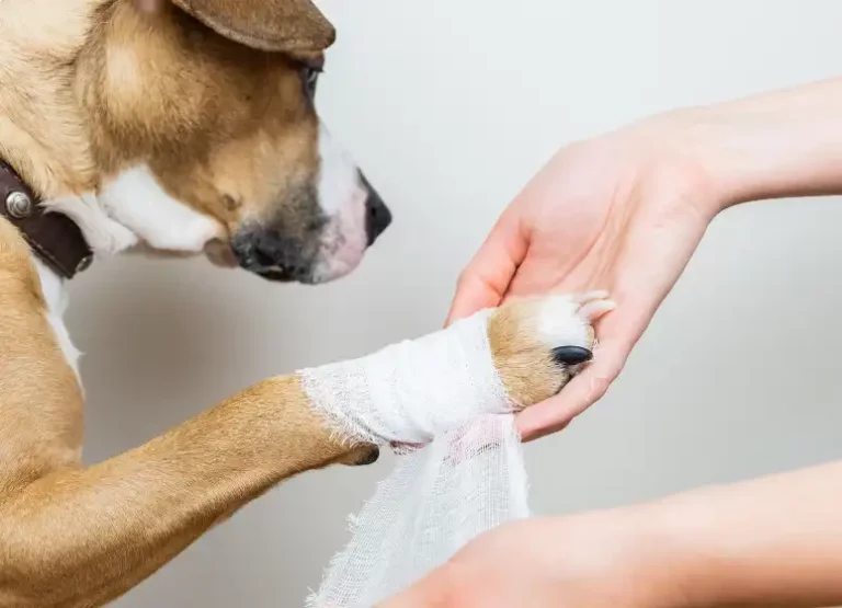 How Long Does It Take For A Dog’s Paw Pad To Heal? [Expert Advice]