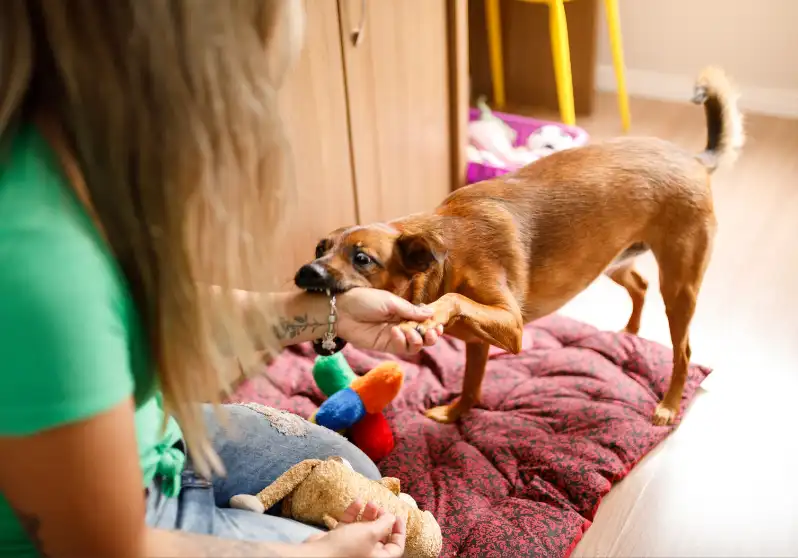 Is It Cruel To Punch A Dog When That Dog Tries To Bite Me? 4 How To Stop Your Dog Habit Of Biting You