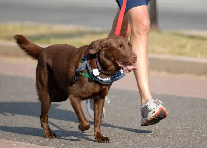 How do dog microchips help In obtaining data