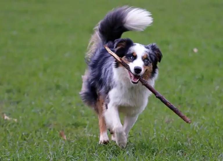 Is An Australian Shepherd The Same As A Blue Heeler
