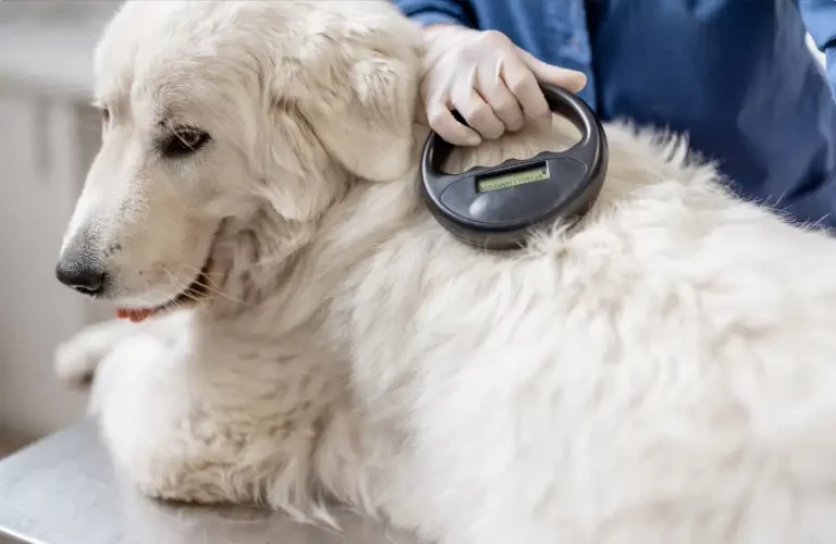 Is It Bad That I Can Feel My Dog's Microchip